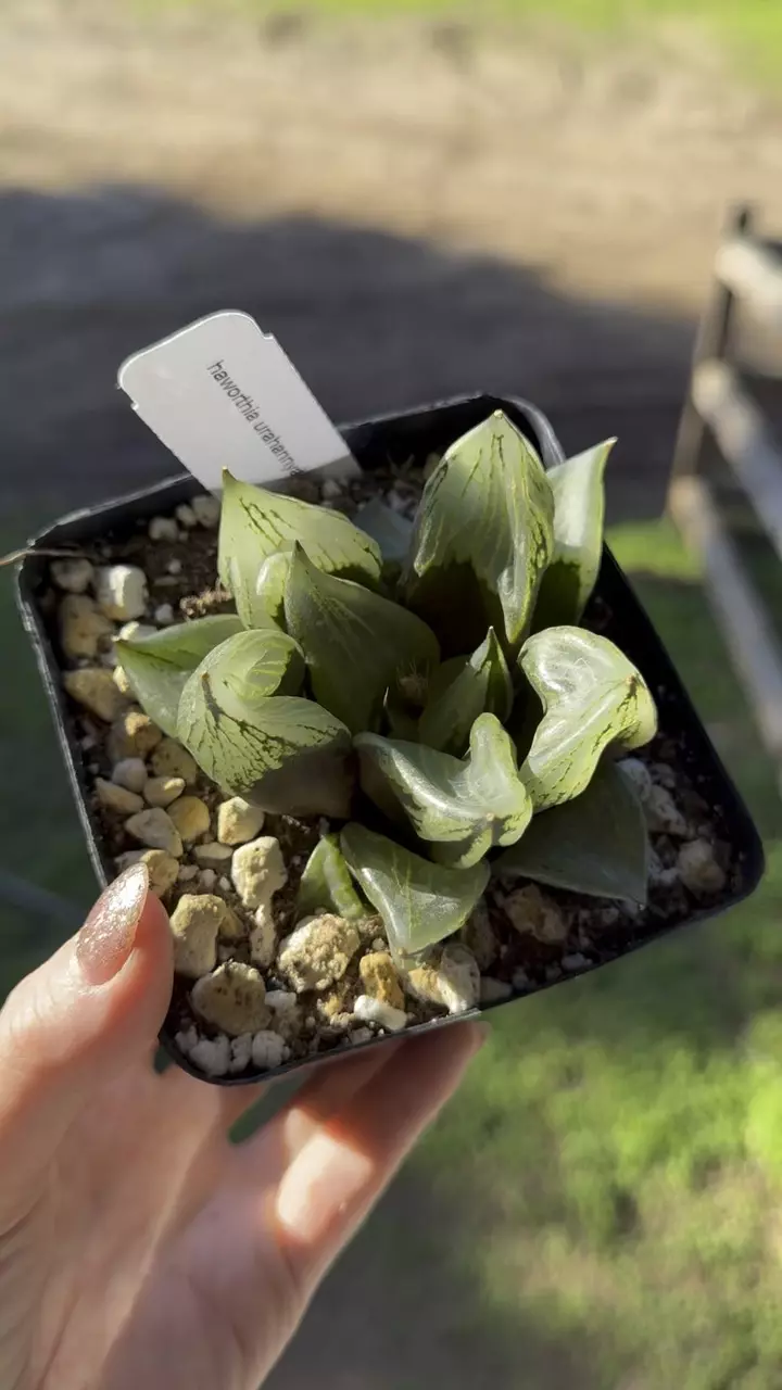 plant/Haworthia Urahannya Lovers Choice-0
