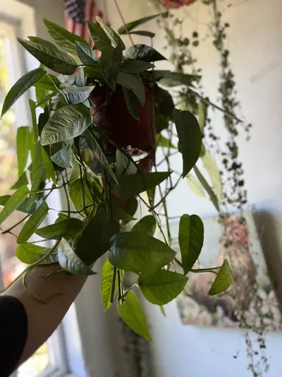 plant/6” Cebu Blue Pothos-4-thumbnail