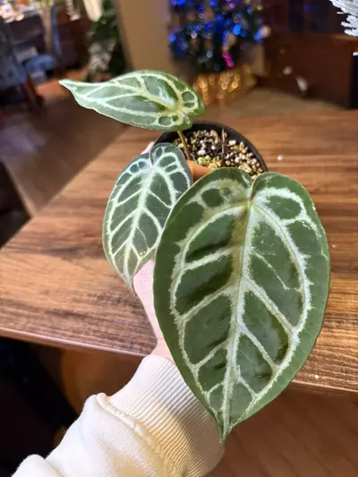 plant/A. KOS x RC #5-0-thumbnail