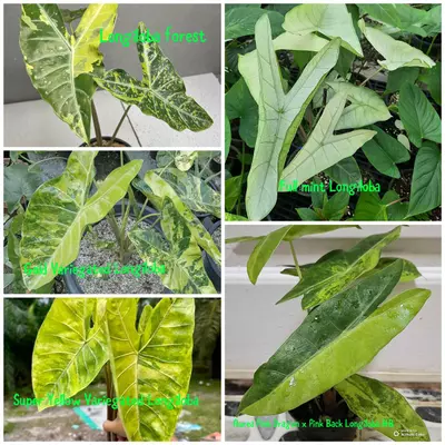 plant/5 Rarely Offered Alocasia Longiloba Corms-0-thumbnail