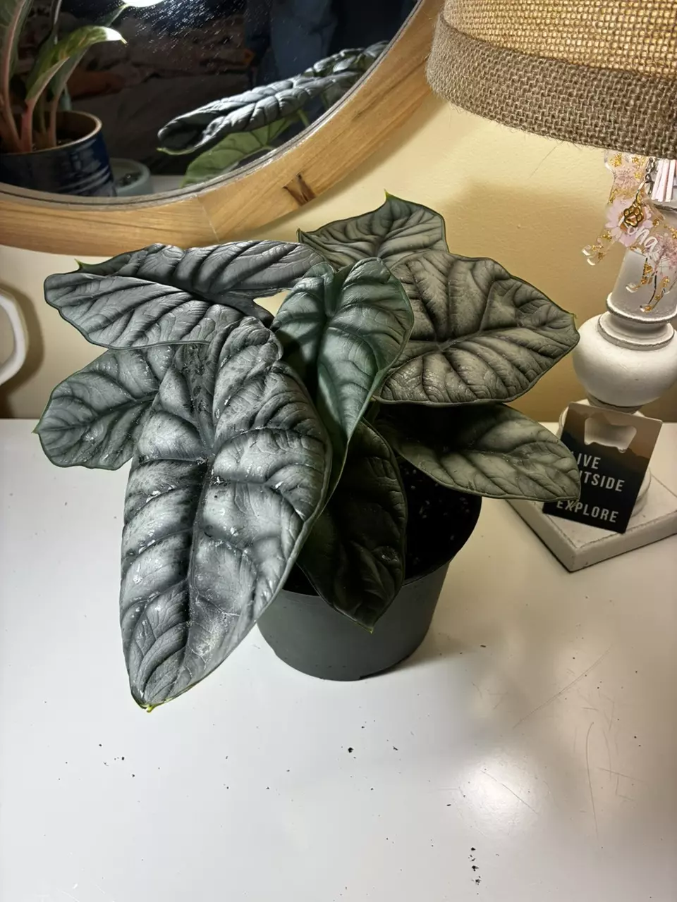 plant/Alocasia Silver Dragon-0