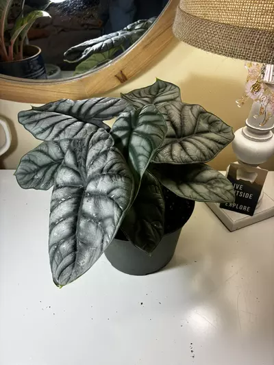 plant/Alocasia Silver Dragon-0-thumbnail