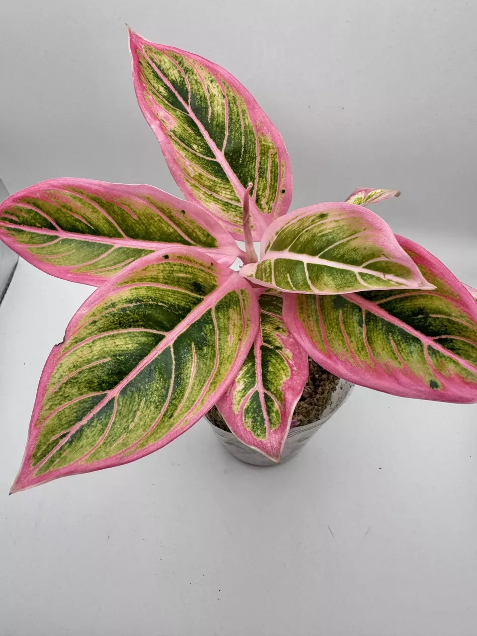 plant/Aglaonema Lotus Delight 0455-0