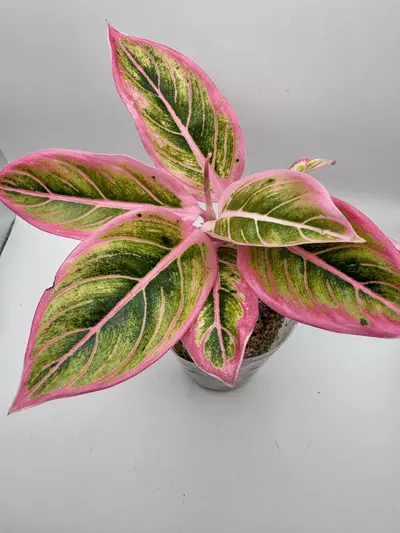 plant/Aglaonema Lotus Delight 0455-0-thumbnail