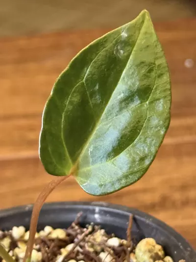 plant/A. Red of Java *Parent pic last-2-thumbnail