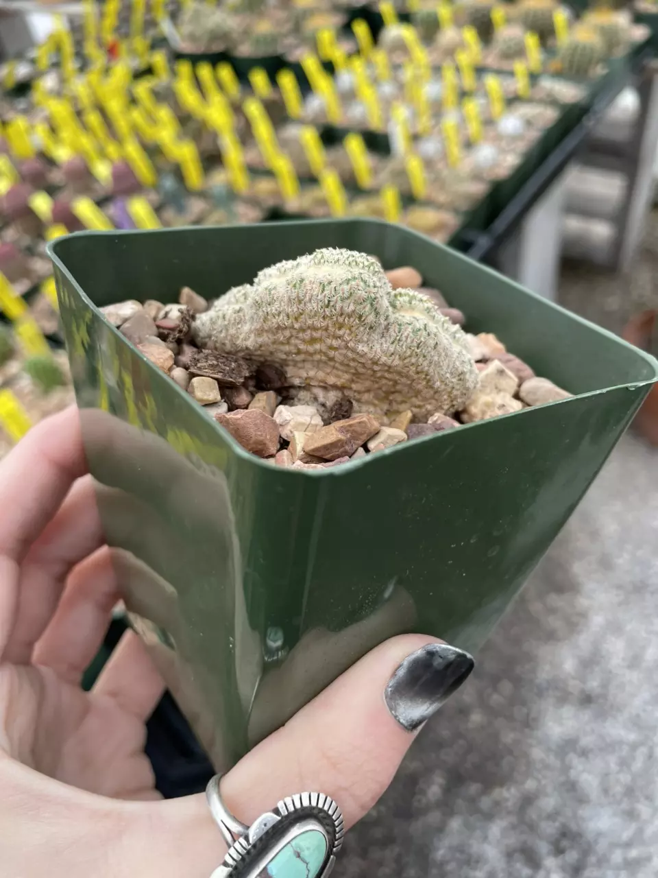 plant/Crested Echinocereus primolanatus-2