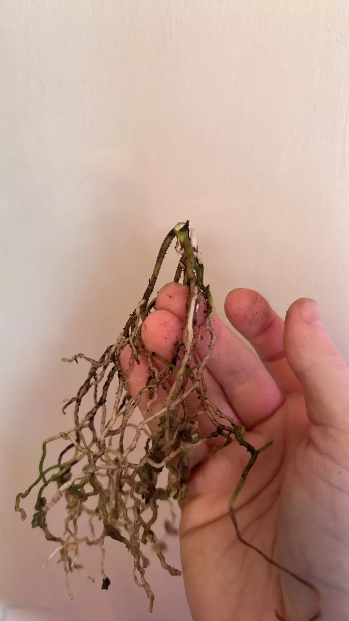 plant/Anthurium RLFS bottom cut-1