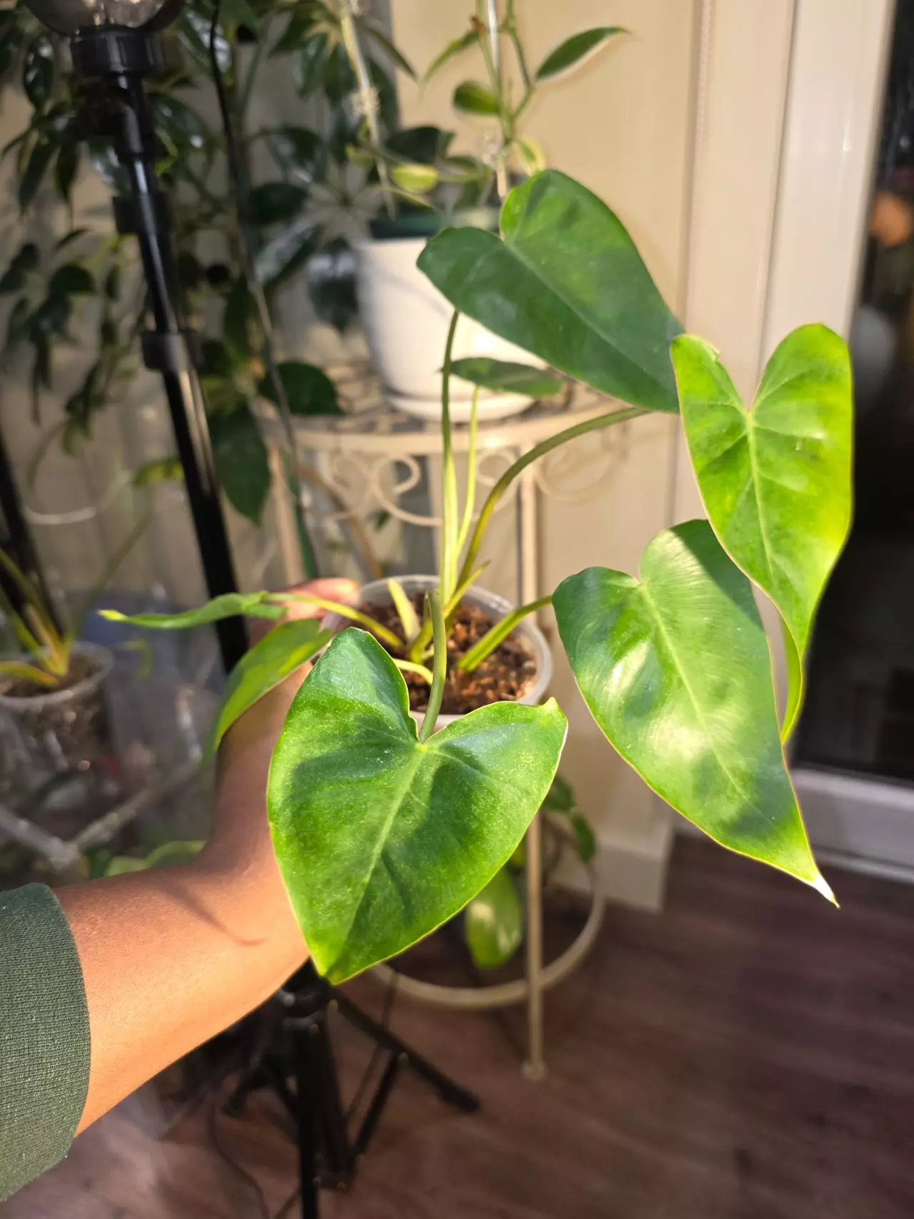 plant/Philodendron Billietiae x Saggitifolium (short form)-1