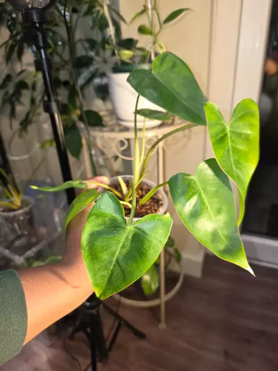 plant/Philodendron Billietiae x Saggitifolium (short form)-1-thumbnail