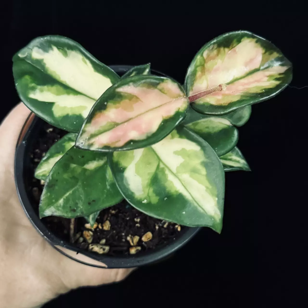 plant/Hoya Carnosa Brazil-0