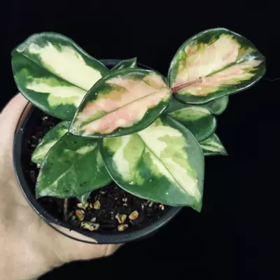 plant/Hoya Carnosa Brazil-0-thumbnail