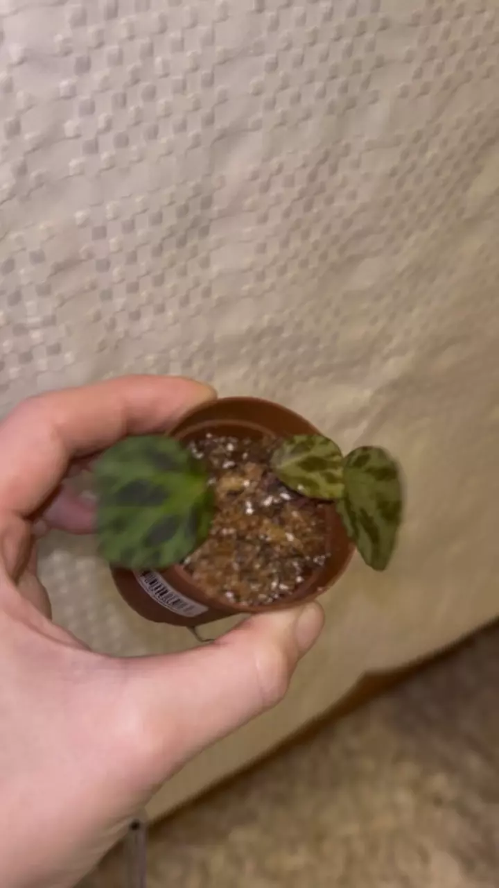 plant/Begonia beijnenii starter plant-1