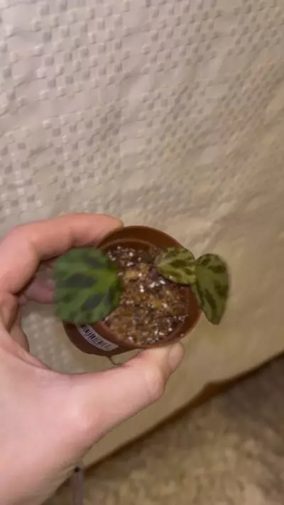 plant/Begonia beijnenii starter plant-1-thumbnail