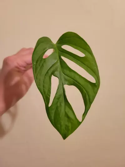 plant/Monstera Adansonii Cutting-0-thumbnail