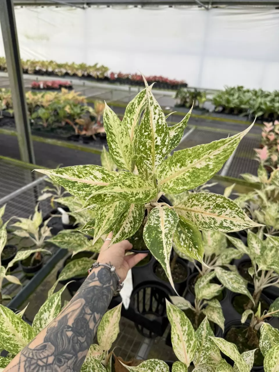 plant/Aglaonema White Snow Dream   4”-0