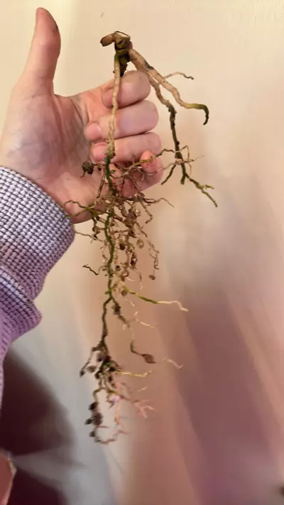 plant/Anthurium RLFS  bottom cut 2 growth points activated-0-thumbnail