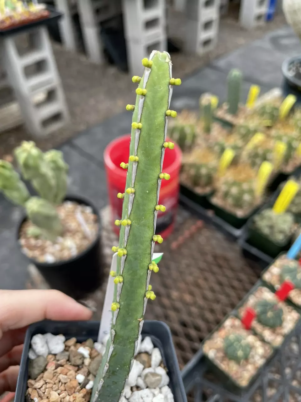 plant/Euphorbia lydenbergensis-0