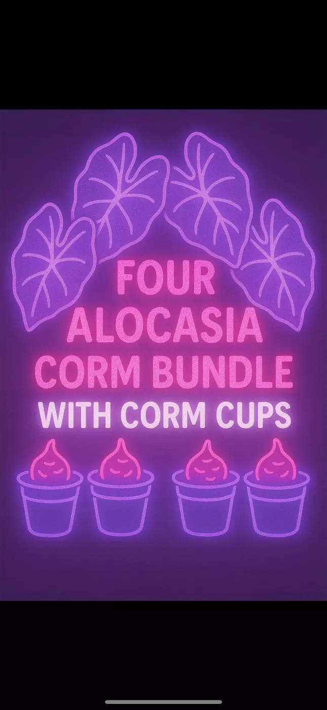 plant/Four corm bundle with four neon self watering corm cups.-0