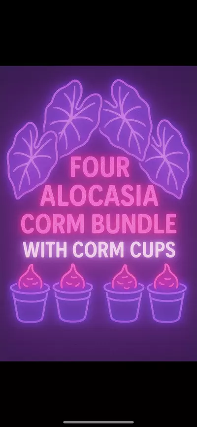 plant/Four corm bundle with four neon self watering corm cups.-0-thumbnail