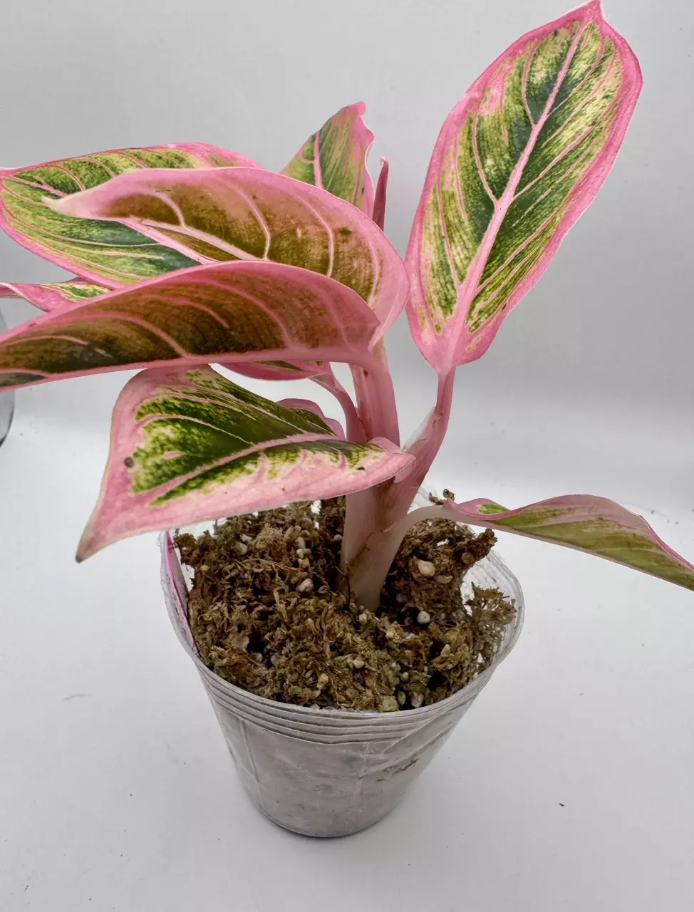 plant/Aglaonema Lotus Delight 0455-2