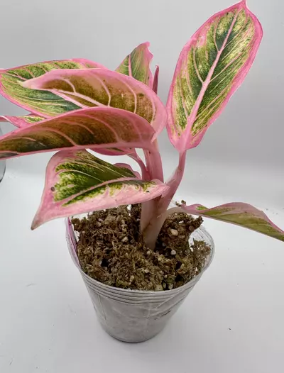 plant/Aglaonema Lotus Delight 0455-2-thumbnail