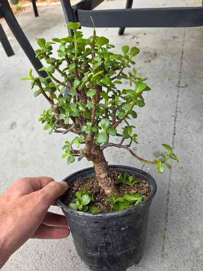 plant/Portulacaria Afra pre- bonsai #2-0-thumbnail