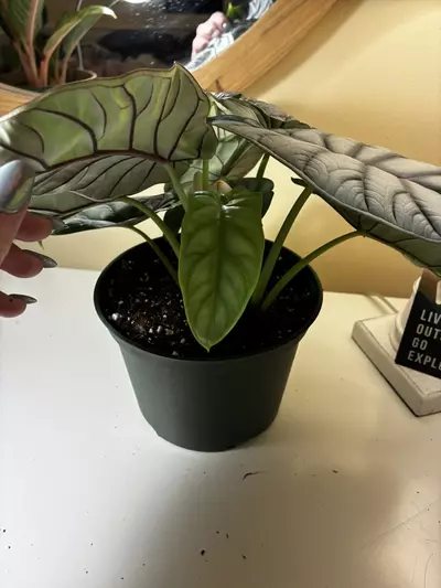 plant/Alocasia Silver Dragon-2-thumbnail