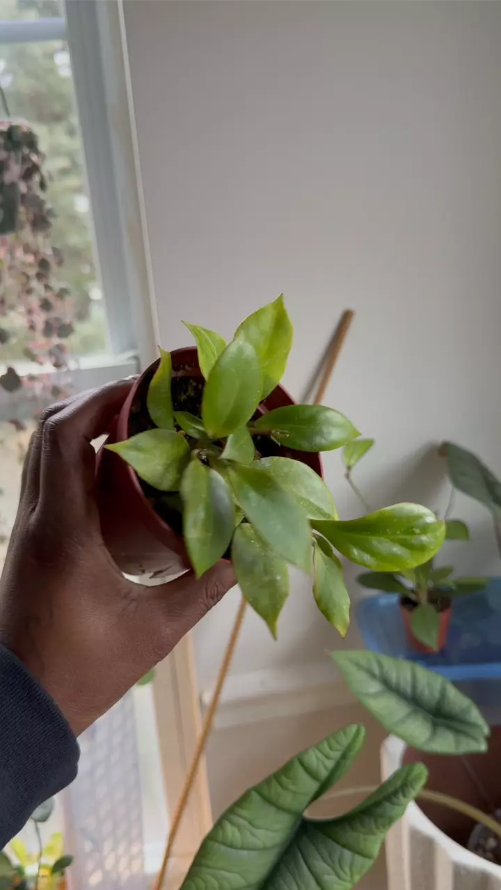 plant/Hoya Sunrise-0