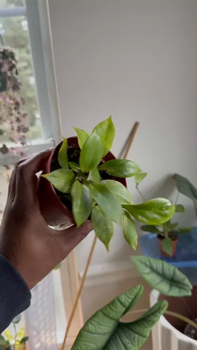 plant/Hoya Sunrise-0-thumbnail