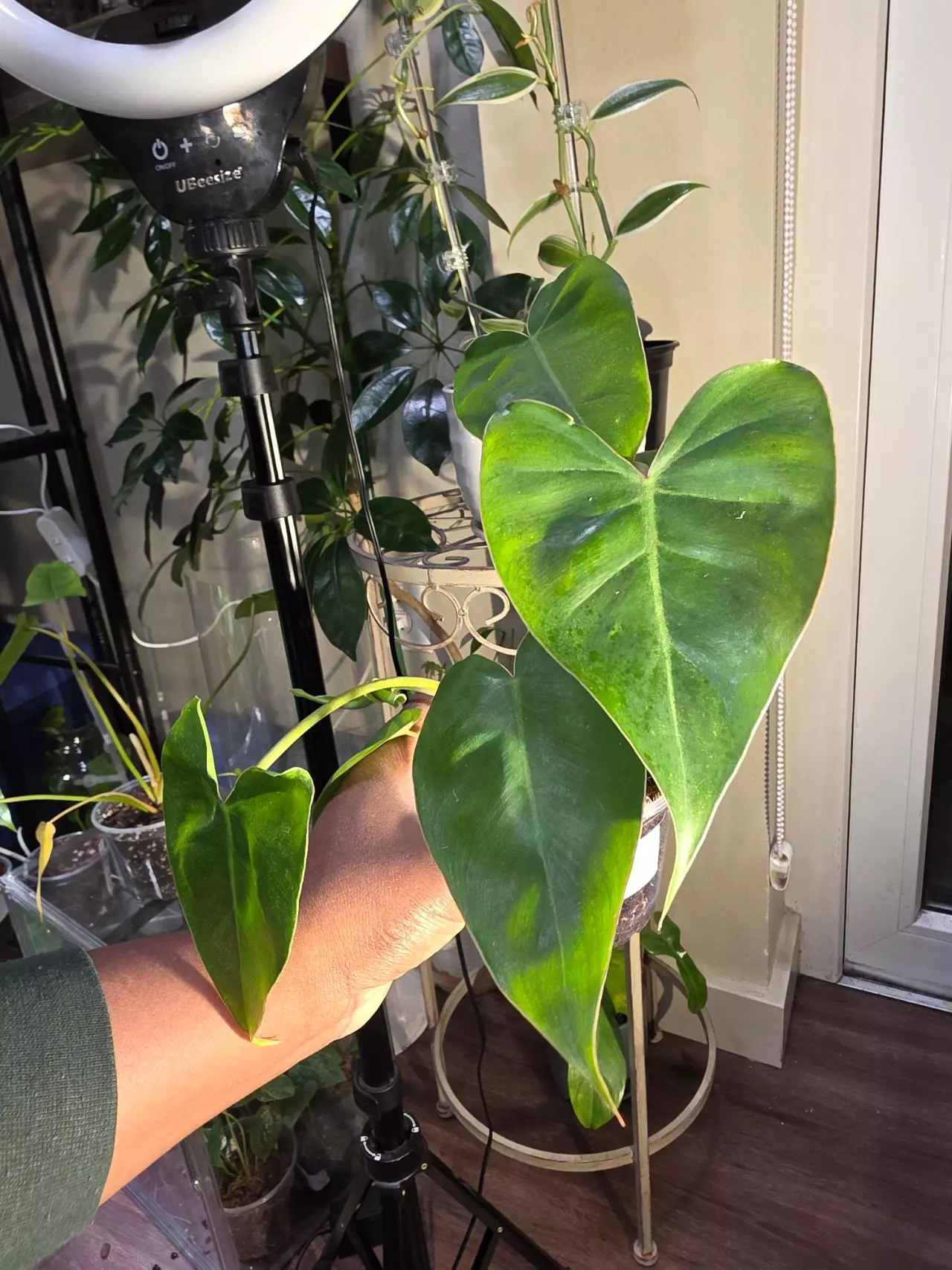plant/Philodendron Billietiae x Saggitifolium (short form)-0