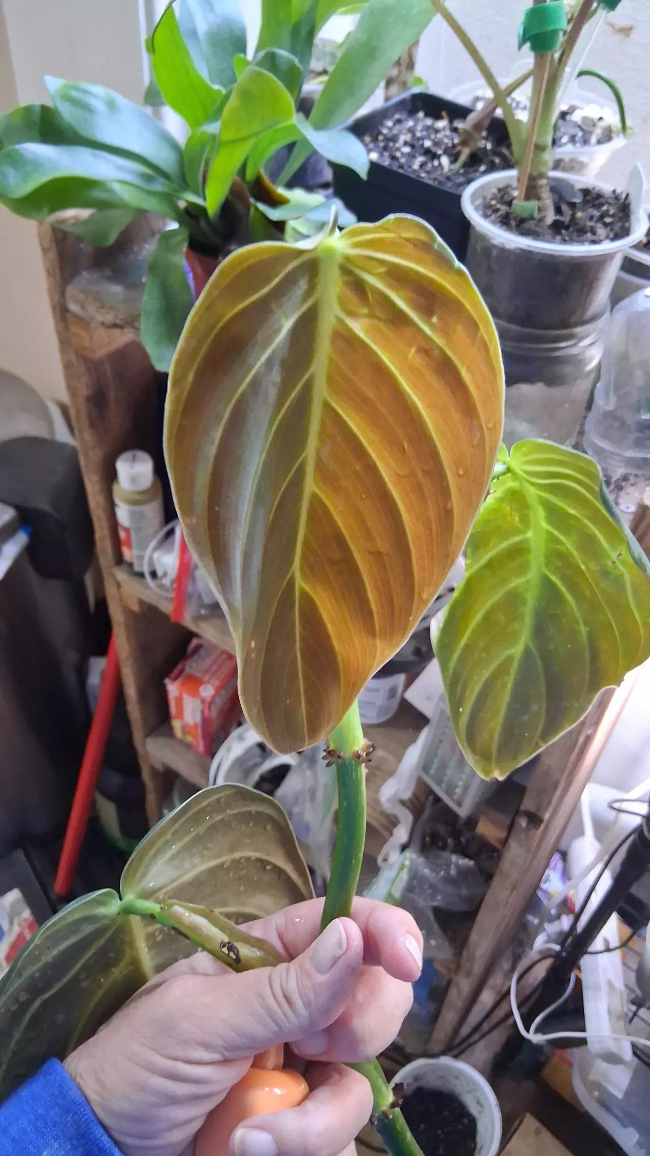 plant/2 leaf Philo gigas top cut-0
