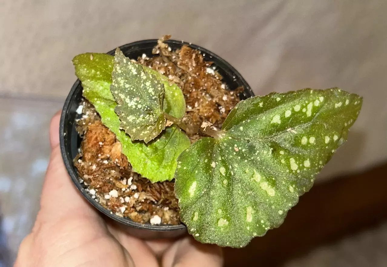 plant/Mystery Begonia Botanicaz starter plant-1