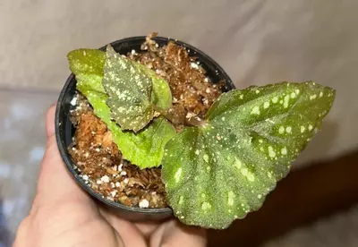 plant/Mystery Begonia Botanicaz starter plant-1-thumbnail