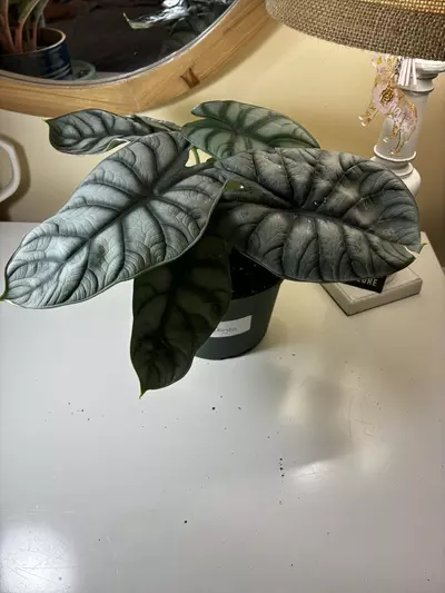 plant/Alocasia Silver Dragon-1-thumbnail