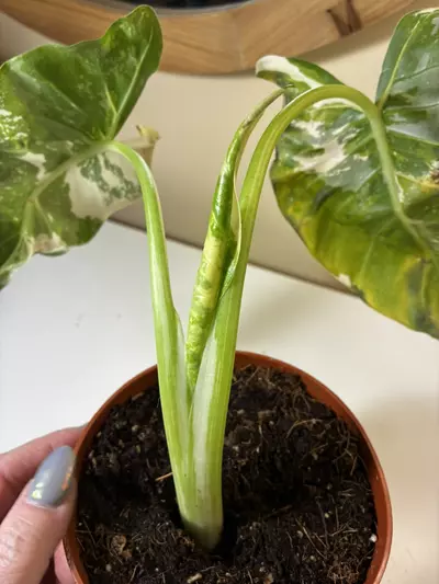 plant/Alocasia Appaloosa Gold-2-thumbnail