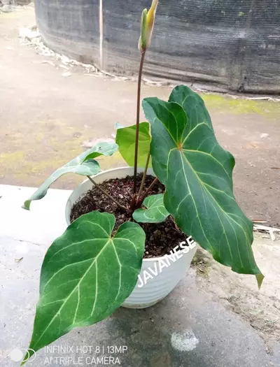 plant/A. Red of Java *Parent pic last-4-thumbnail