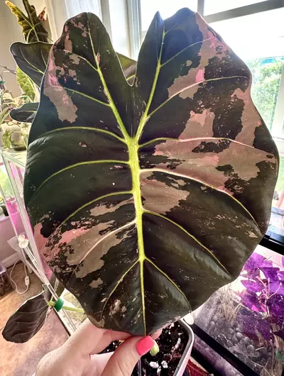 plant/PINK Golden Bone Alocasia-2-thumbnail