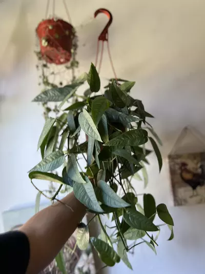 plant/6” Cebu Blue Pothos-2-thumbnail