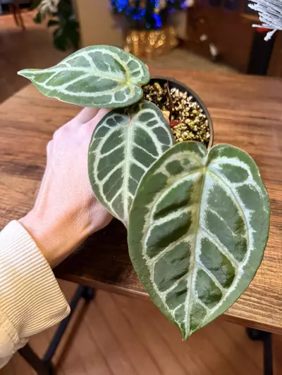 plant/A. KOS x RC #5-1-thumbnail