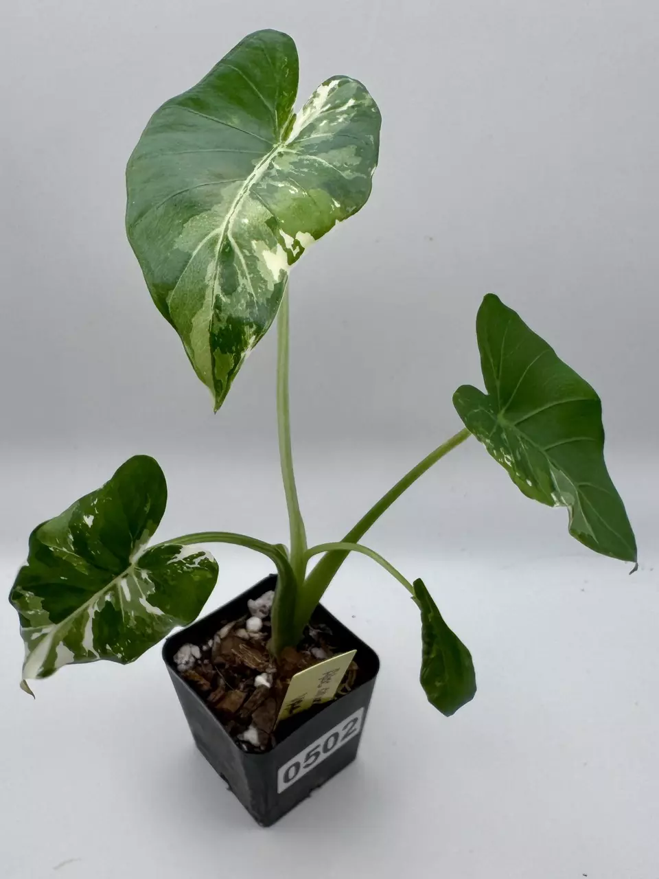 plant/Alocasia Okinawa Silver 0502-1