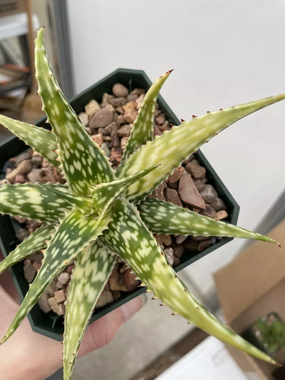 plant/Variegated Aloe mcloughlinii-0