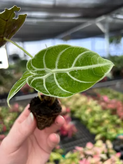 plant/Alocasia Watsoniana Glossy Starter Plant Growers Choice P1-12-thumbnail
