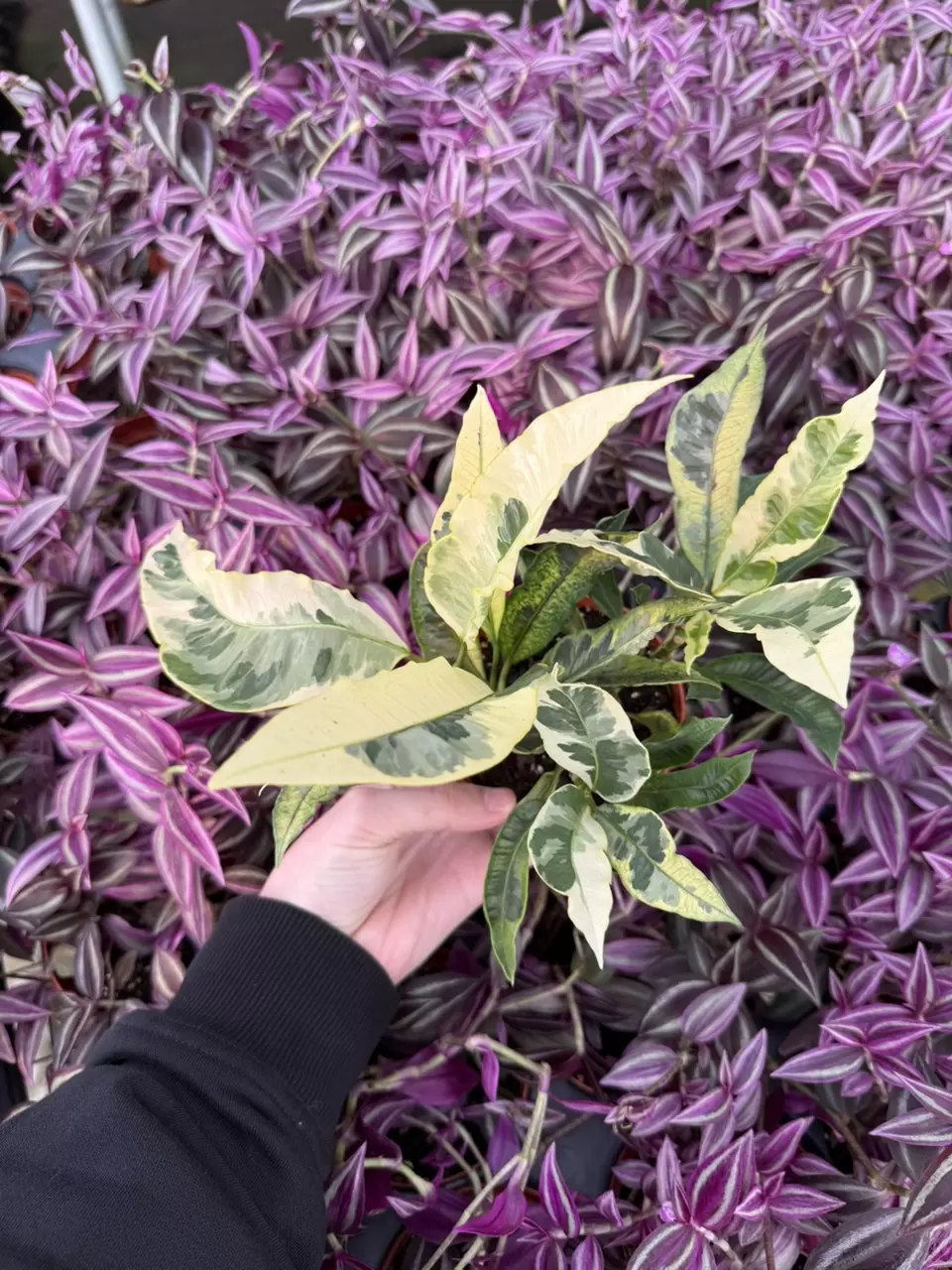 plant/Croton Tamara 4” Pot Growers Choice-4