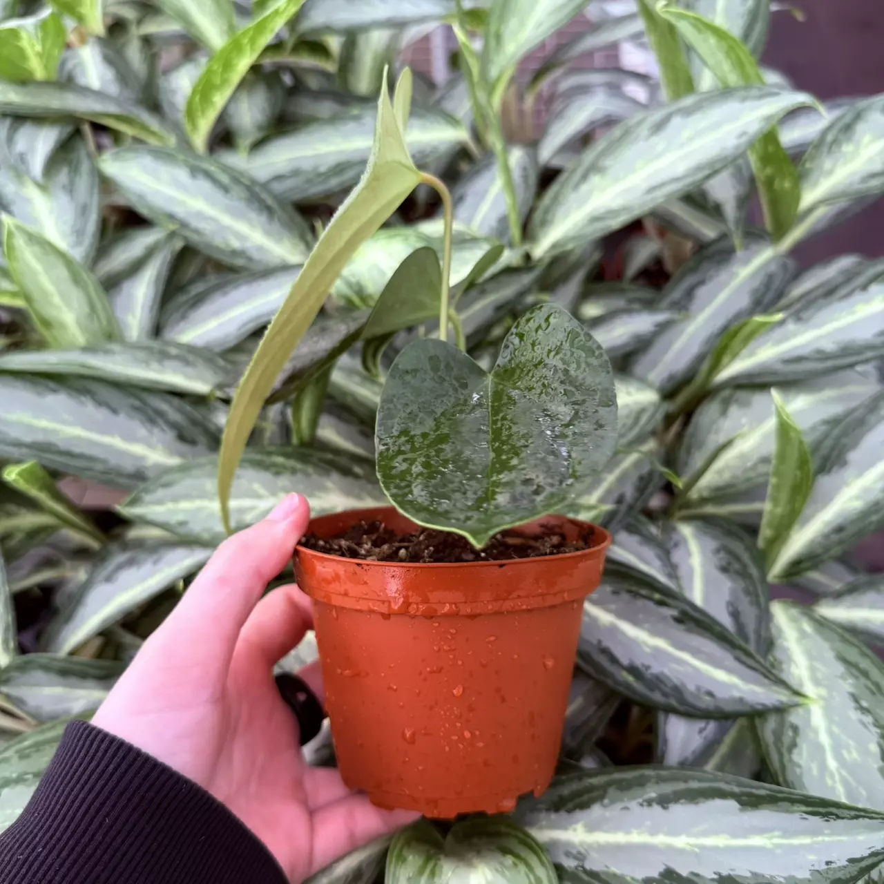 plant/Anthurium Sp. Napo 4” pot Growers Choice-1