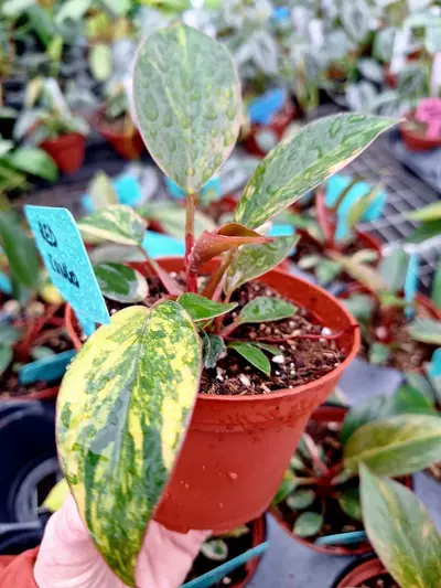 plant/Philodendron Rojo Congo Variegated 4" pot-1-thumbnail