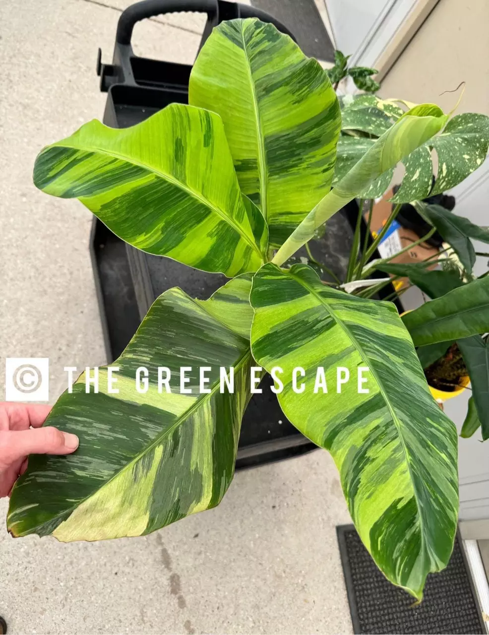 plant/Musa aurea dwarf cavendish banana starter plant growers choice-0