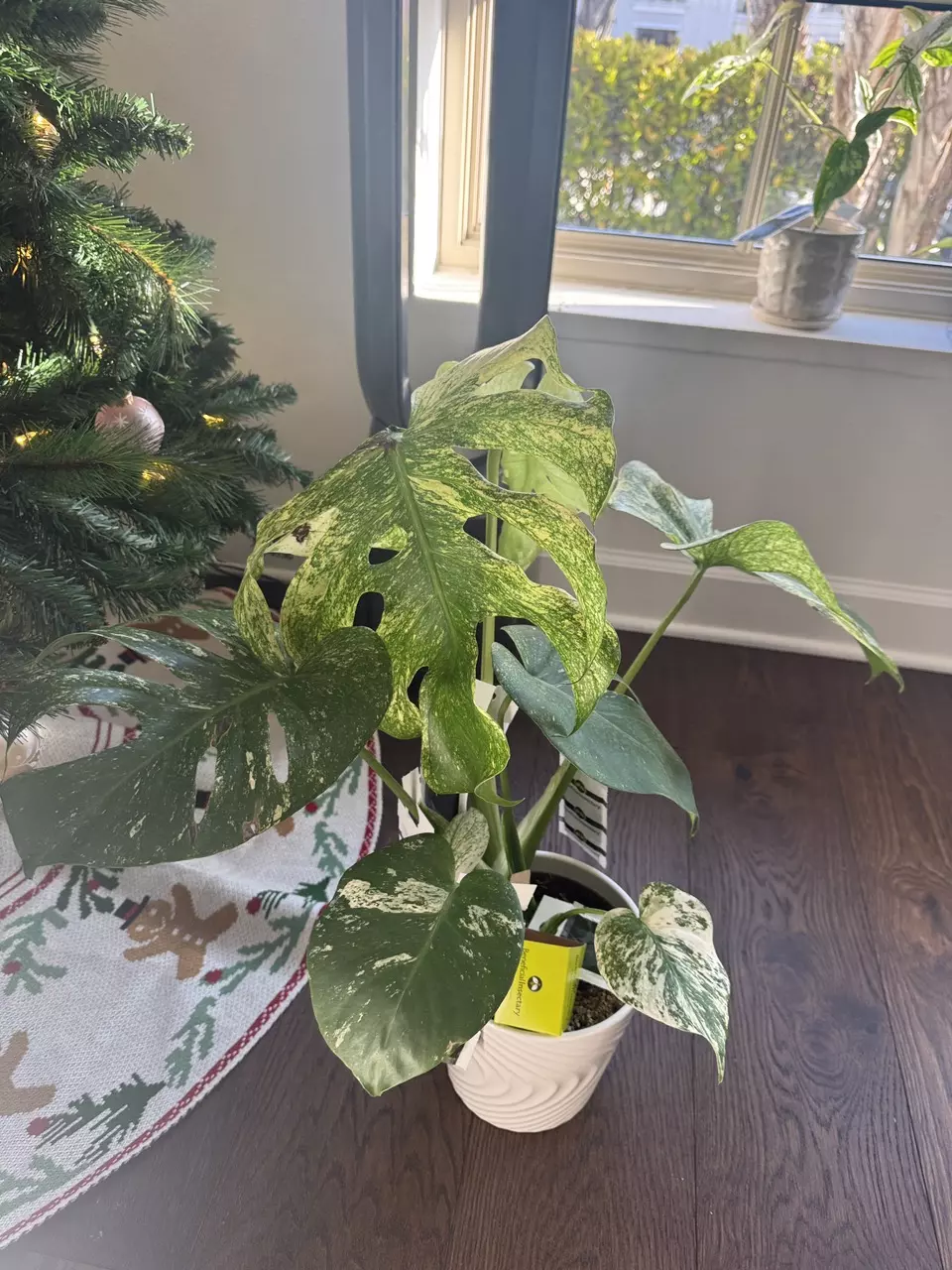plant/Monstera Mint XL 6”-2