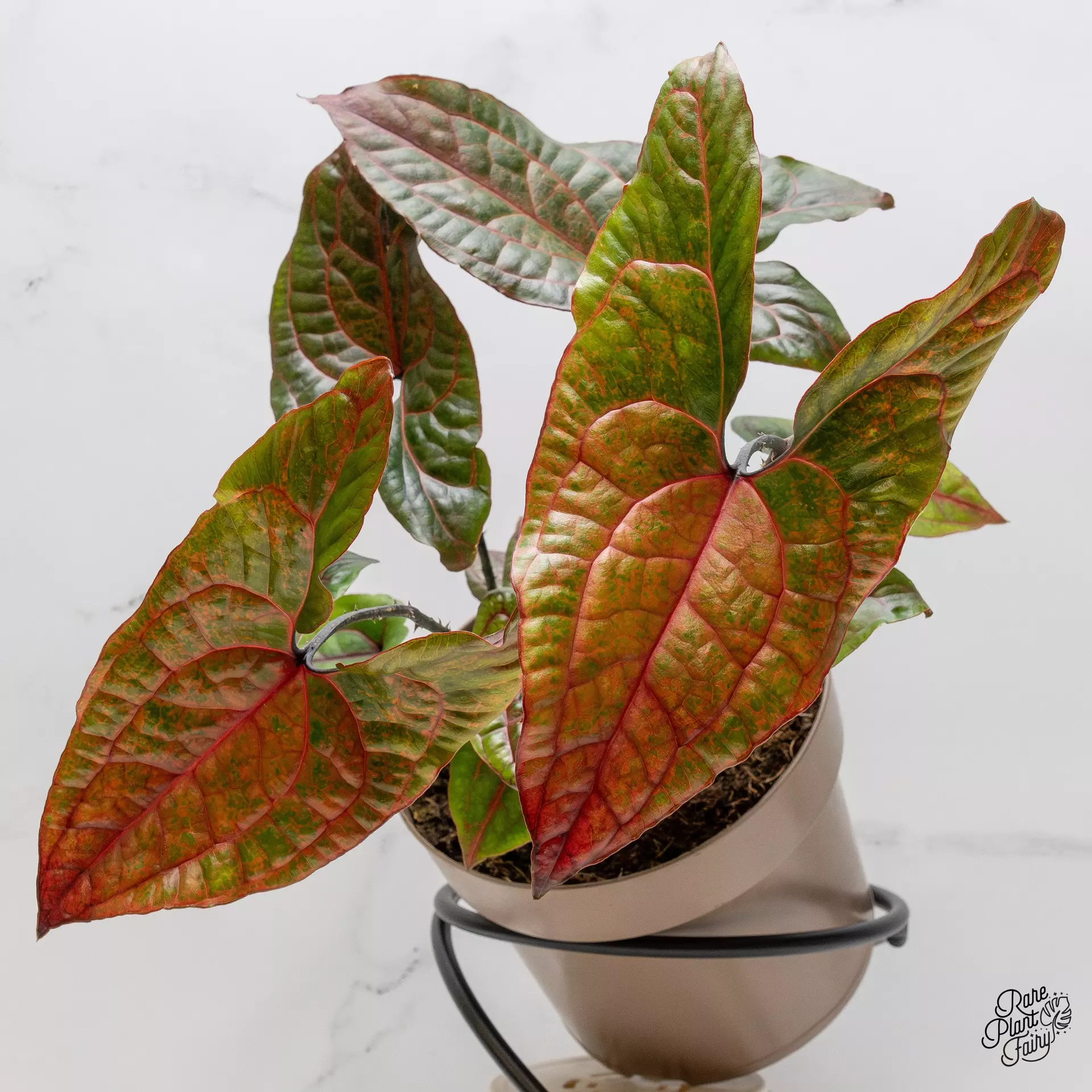 plant/Cyrtosperma Johnstonii *Grower's choice*-0