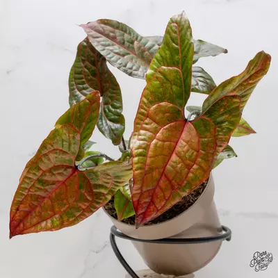 plant/Cyrtosperma Johnstonii *Grower's choice*-0-thumbnail