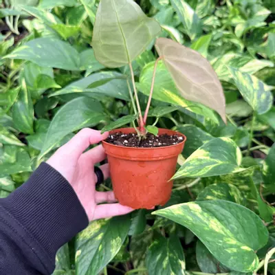 plant/Anthurium Magnificum x Papillilaminum 4” pot Growers Choice-3-thumbnail
